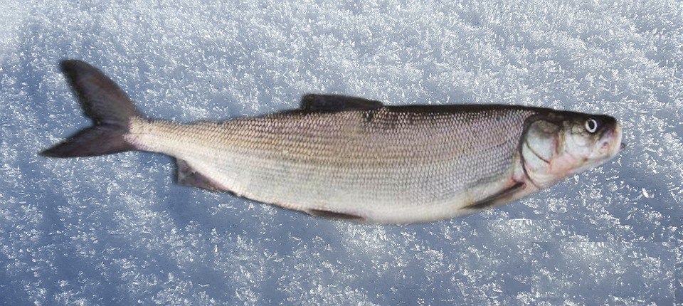 Белорыбица камчатская фото что это за рыба